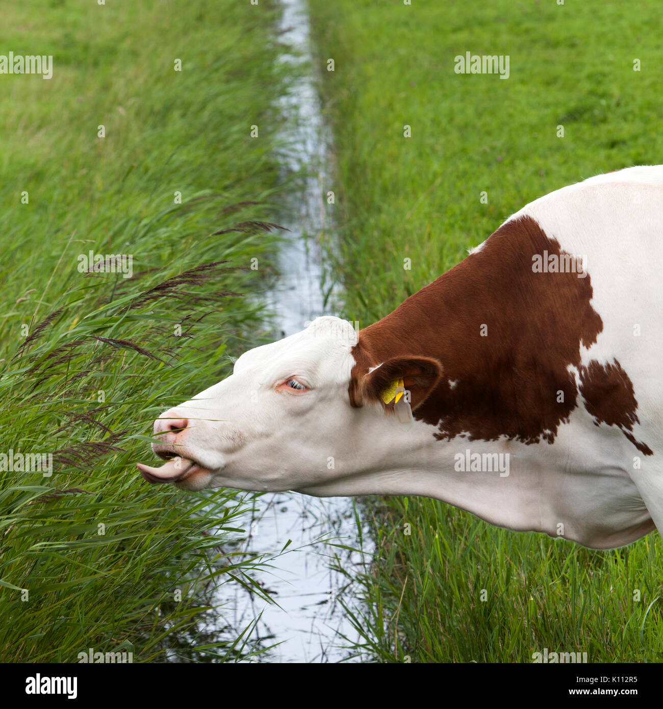 red and white cow reaches with tongue for grass on other side of ditch in dutch meadow Stock Photo