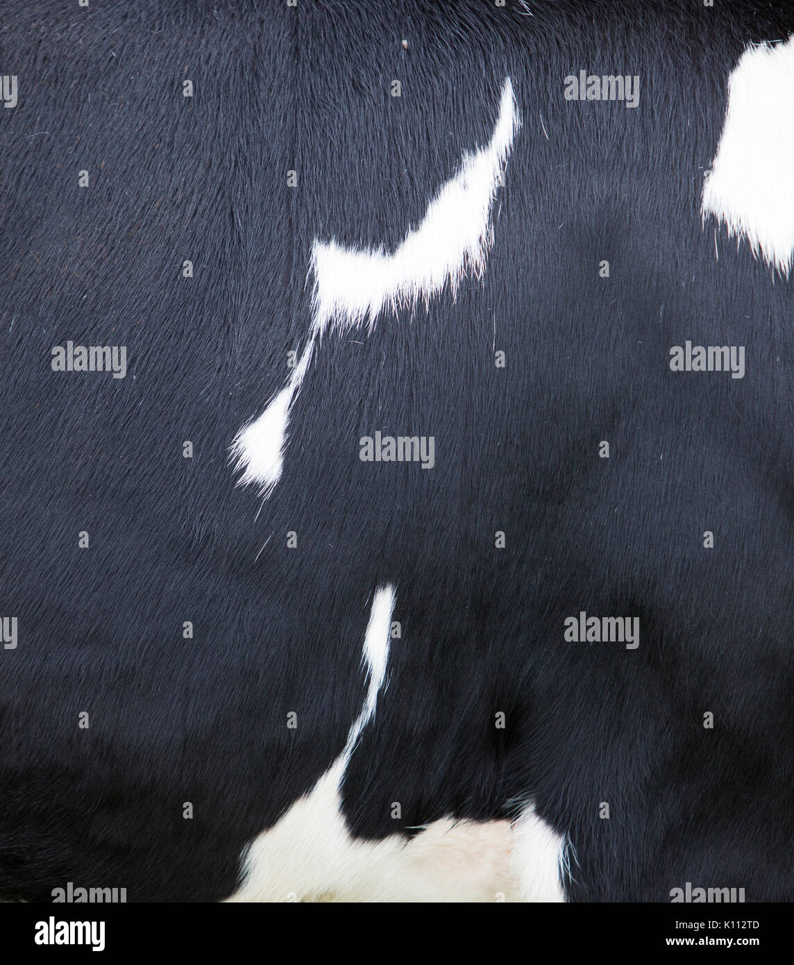 black and white pattern on hide on side of cow Stock Photo