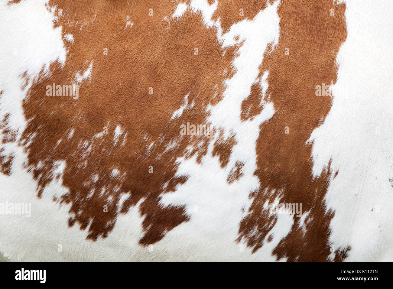 brown and white pattern on hide on side of cow Stock Photo
