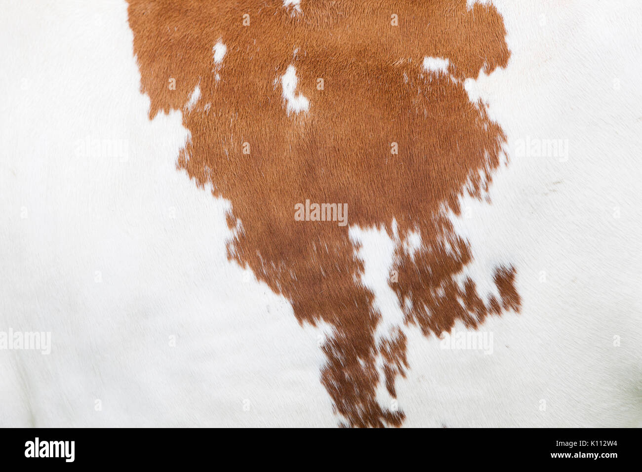 red and white pattern on hide on side of cow Stock Photo