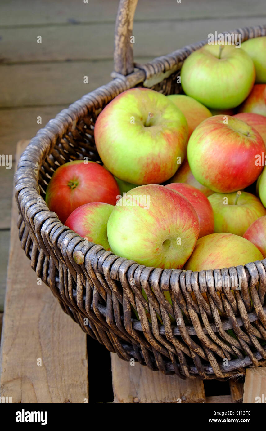 english apples in wicker basket Stock Photo