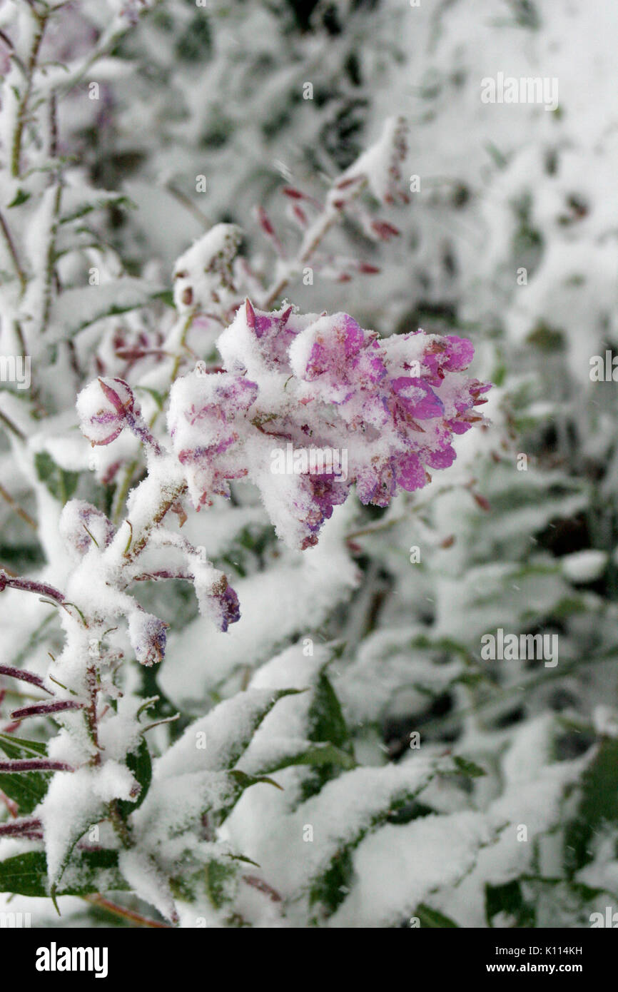 CROCUS FLOWERS UNDER SNOW NEAR LOGAN PASS VISITOR CENTER - GLACIER NATIONAL PARK, MONTANA Stock Photo