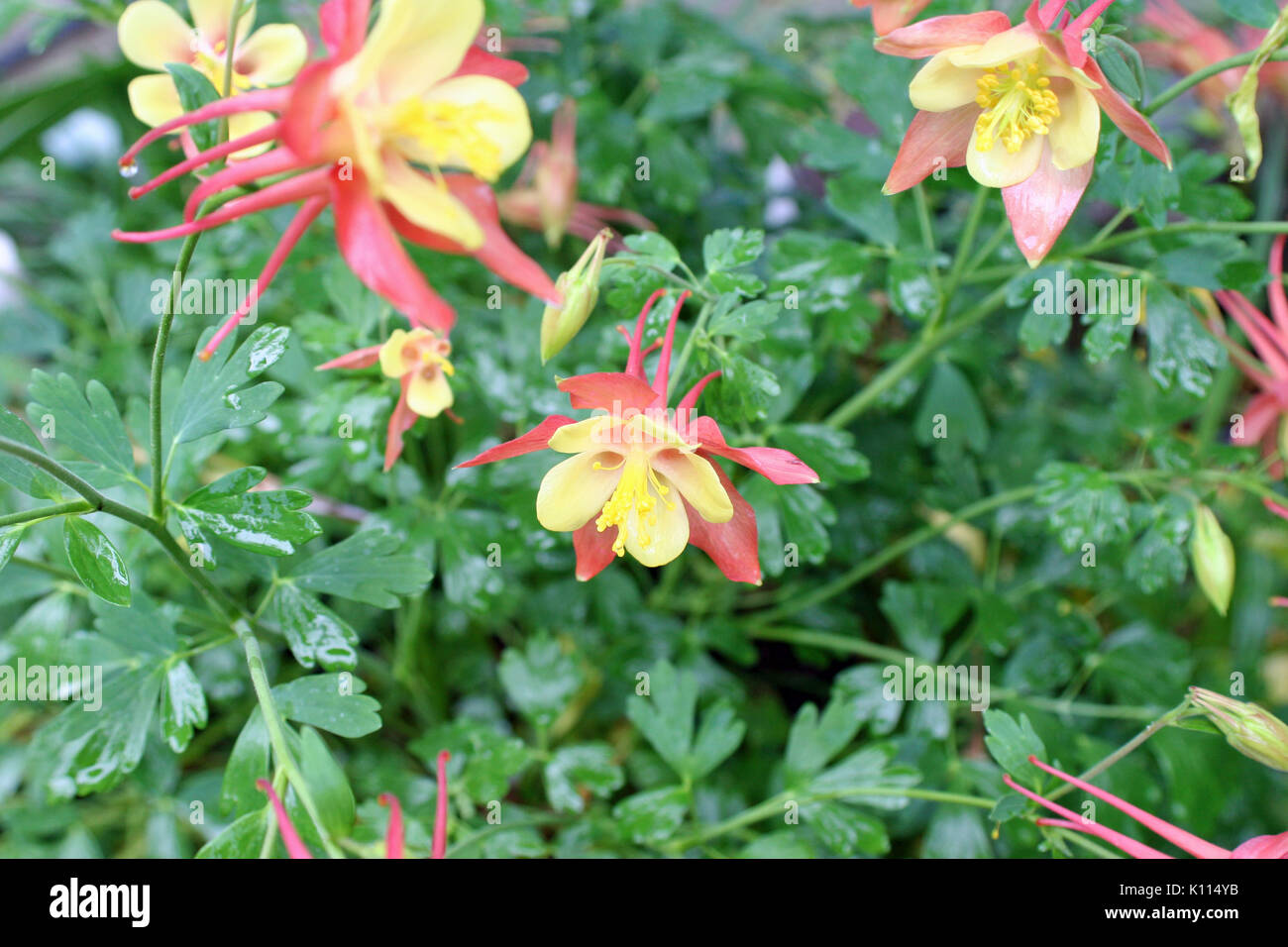 CLOSE UP COLUMBINE FLOWERS (AGUILEGIA) RANCHO CORDOVA, CALIFORNIA Stock Photo