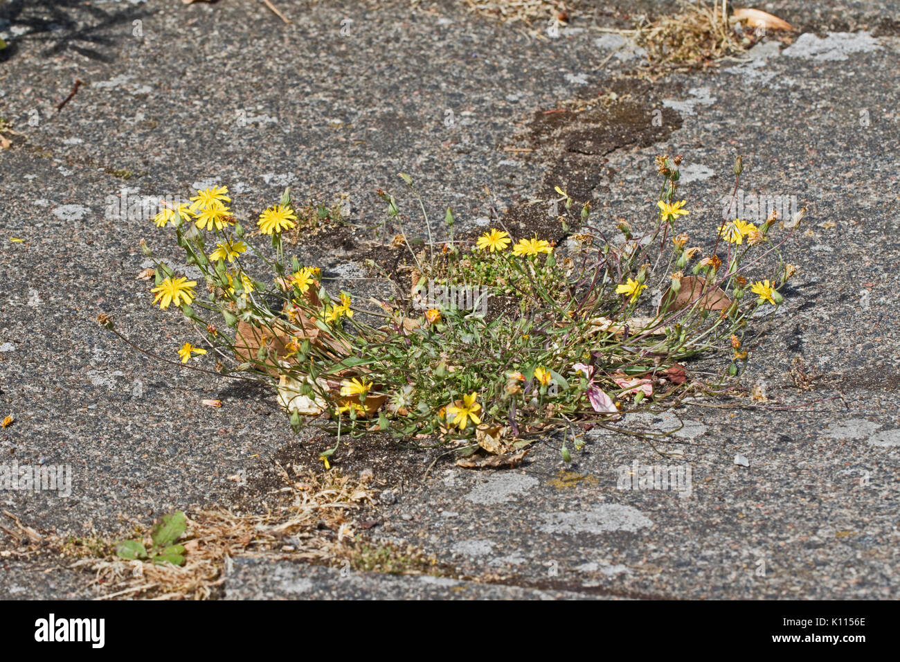 Weeds pavement hi-res stock photography and images - Alamy