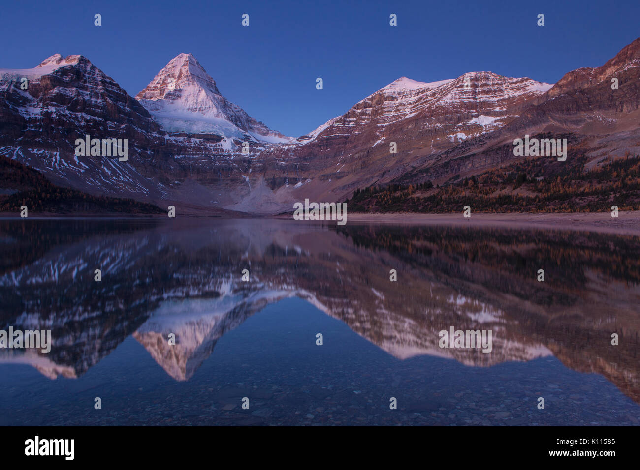 Mount Assiniboine reflected in Lage Magog before sunrise, Mount Assiniboine Provincial Park, Rocky Mountains, British Columbia, Canada. Stock Photo