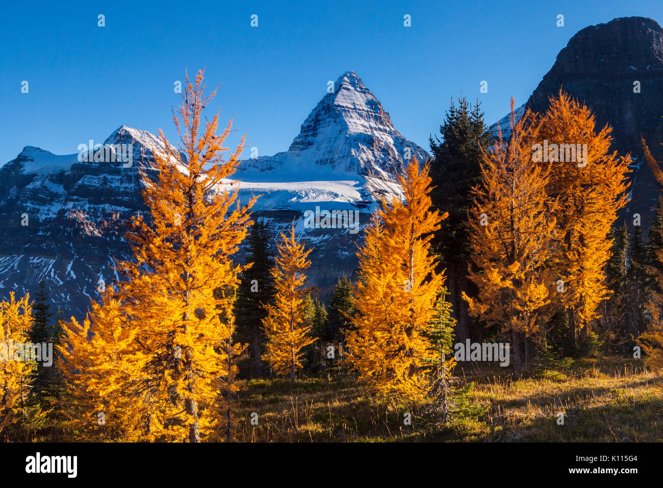 Mount Assiniboine and golden larches in fall, Mount Assiniboine Provincial Park, Rocky Mountains, British Columbia, Canada. Stock Photo