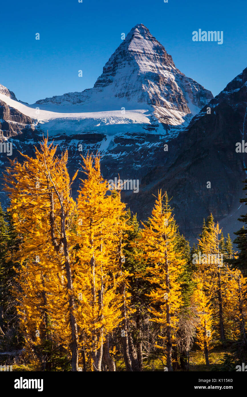 Mount Assiniboine and golden larches in fall, Mount Assiniboine Provincial Park, Rocky Mountains, British Columbia, Canada. Stock Photo