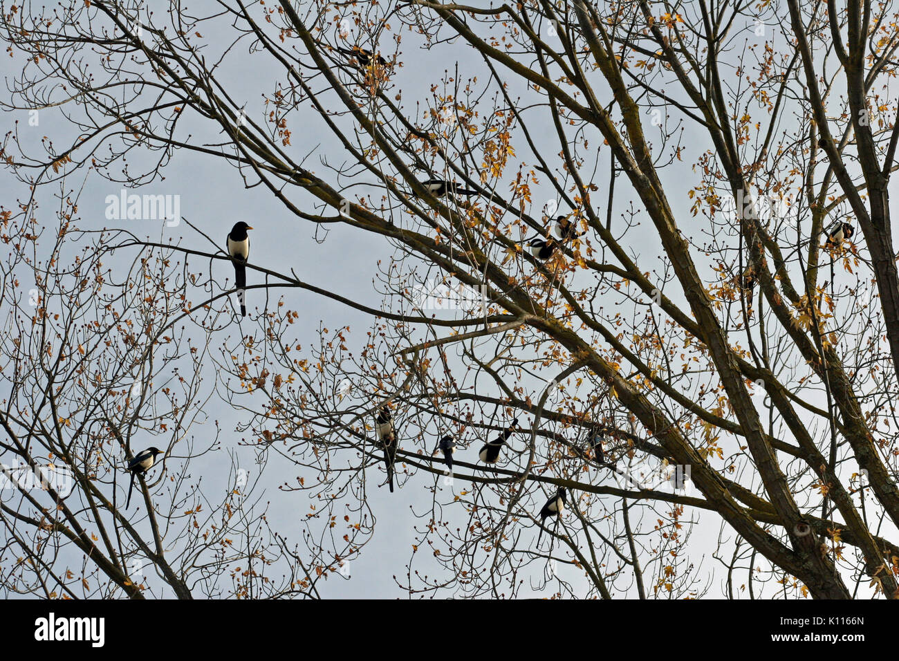 YELLOW-BILLED MAGPIES (PICA NUTTALLI) IN TREE.  ONLY FOUND IN CENTRAL CALIFORNIA Stock Photo