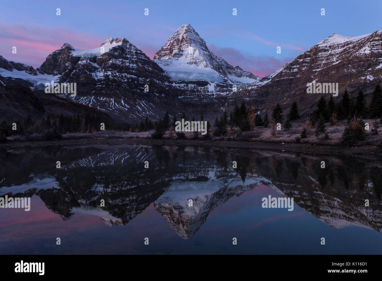Mount Assiniboine reflected in a tarn near Lage Magog before sunrise, Mount Assiniboine Provincial Park, Rocky Mountains, British Columbia, Canada. Stock Photo