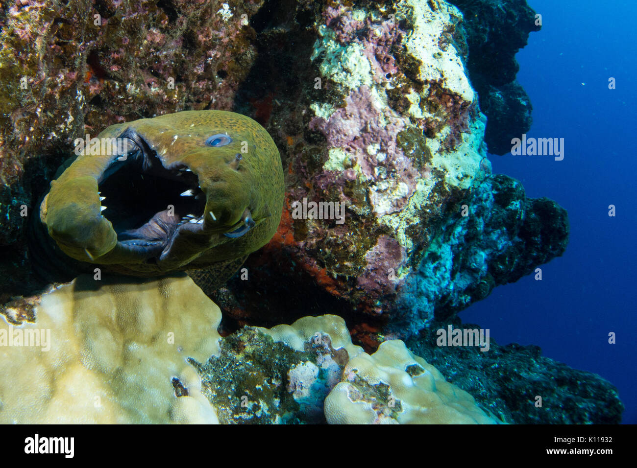 A giant moray eel from Hapatoni village, Tahuata, Marquesas, French Polynesia Stock Photo