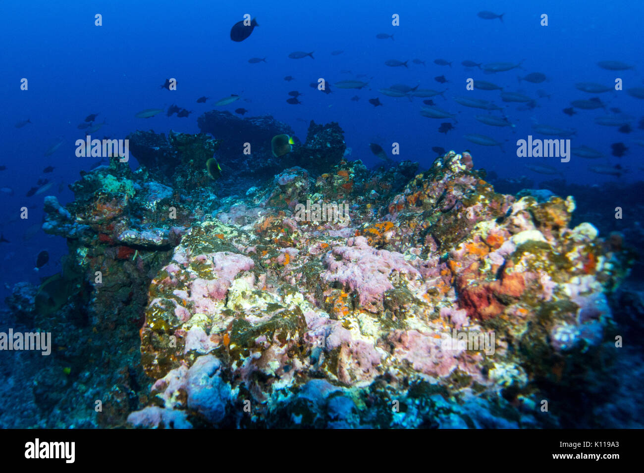 Underwater reef scene from Hapatoni village, Tahuata, Marquesas, French Polynesia Stock Photo