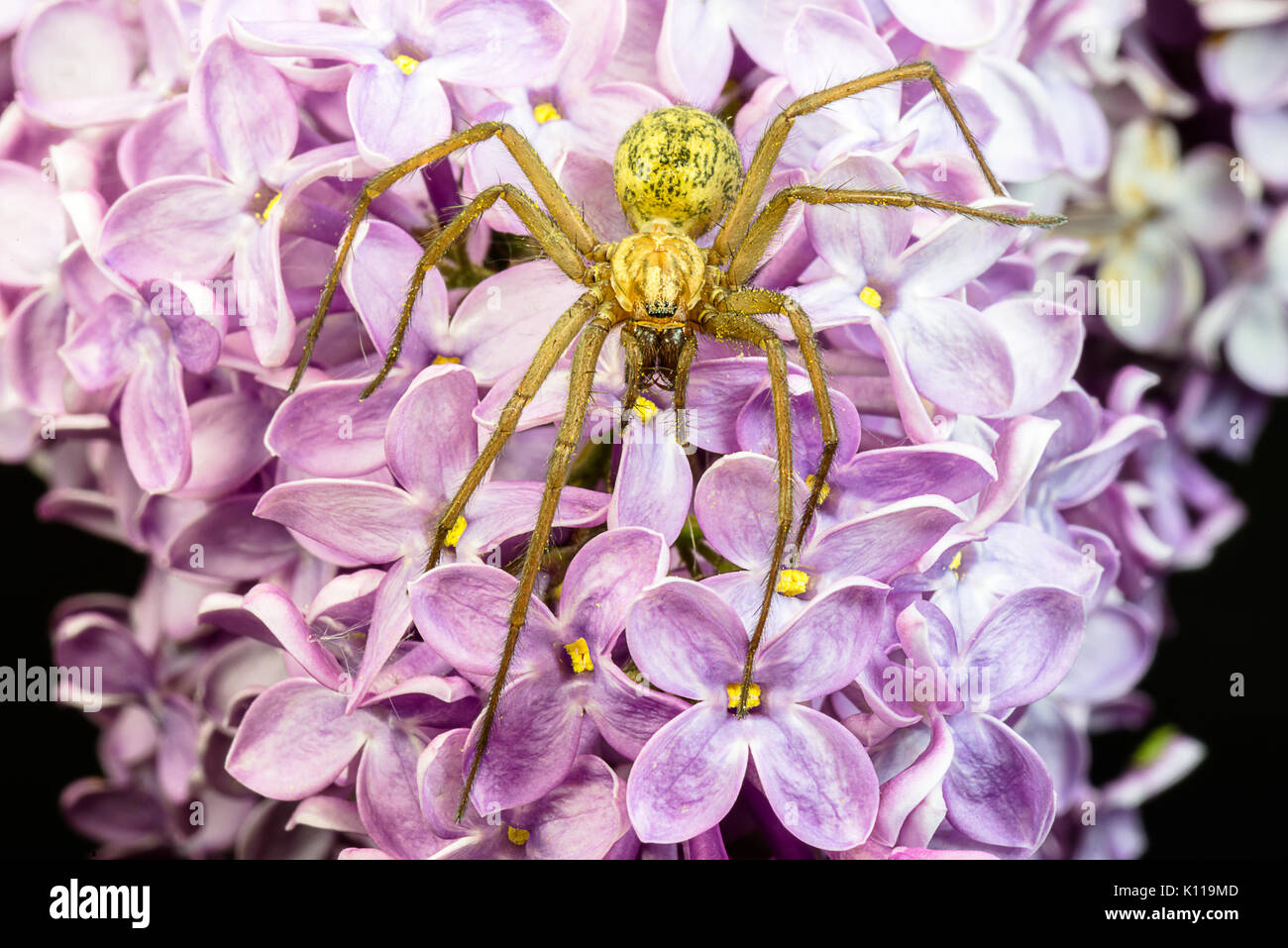 Closeup of a giant big fat spider on a common lilac flower Stock Photo