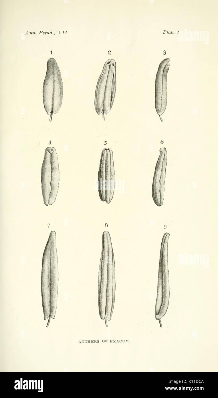 Annals of the Royal Botanic Gardens, Peradeniya BHL2915545 Stock Photo