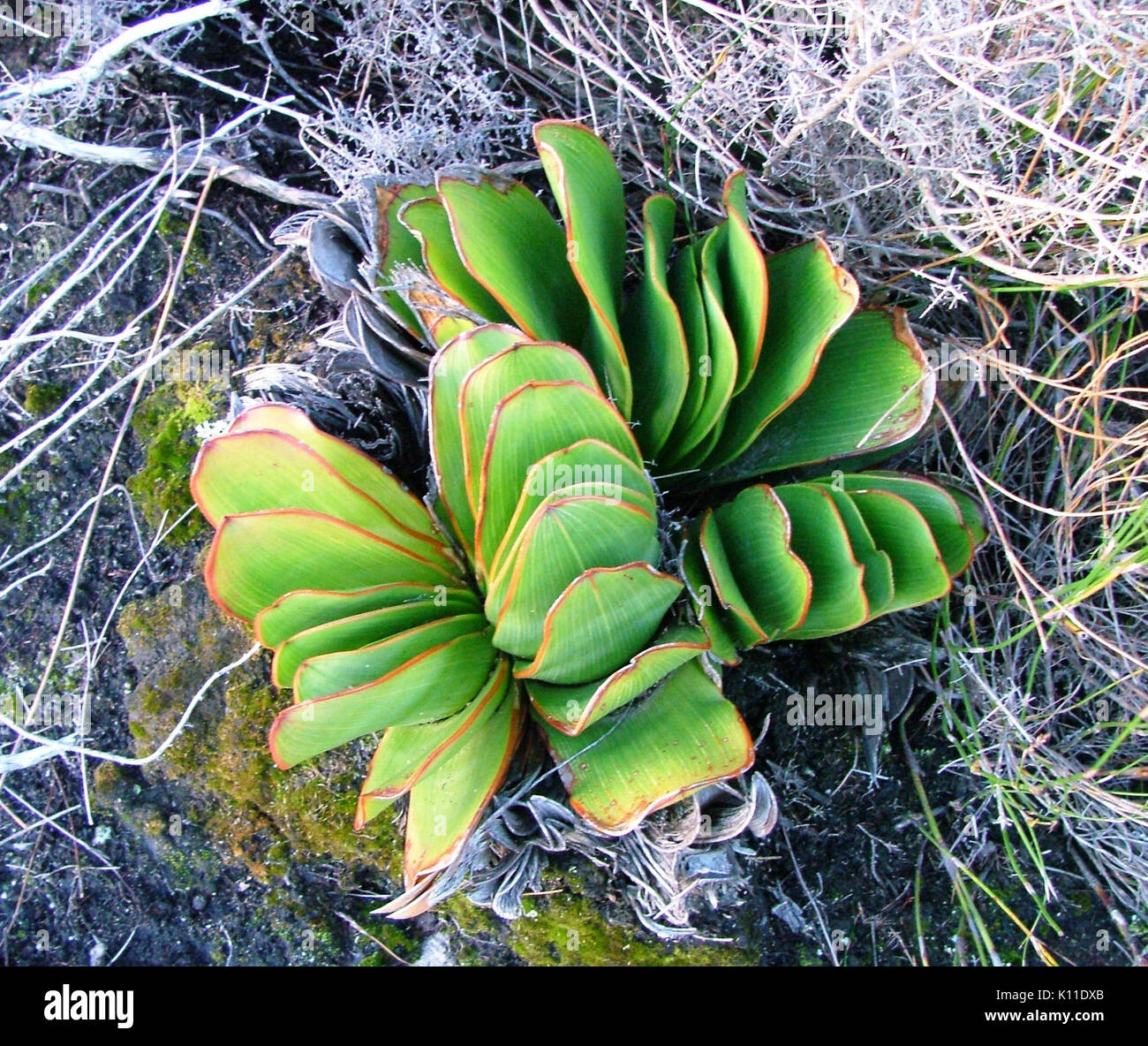 Aloe haemanthifolia of Western Cape mountaintops South Africa 3 Stock Photo