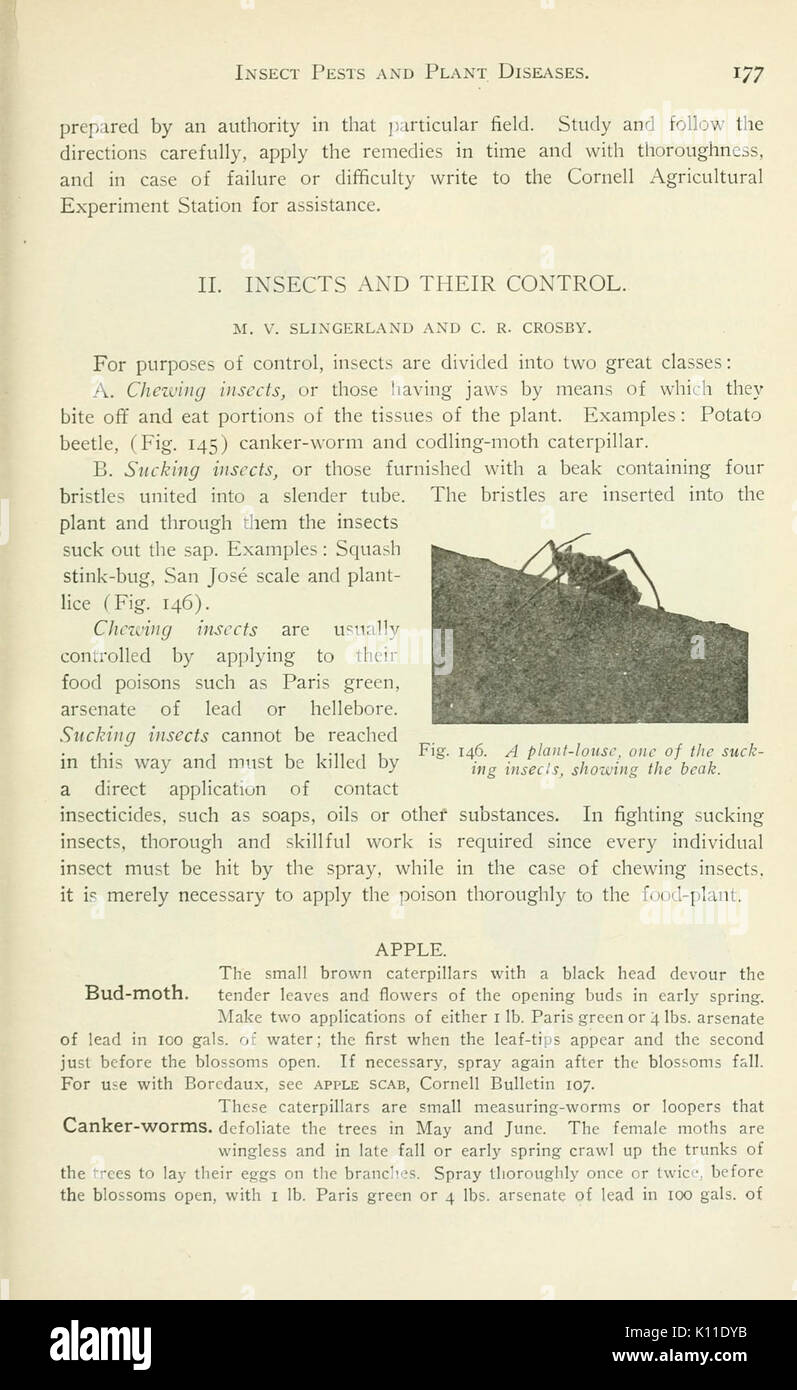 Annual report of the Cornell University Agricultural Experiment Station, Ithaca, N.Y (Page 177) BHL5418464 Stock Photo