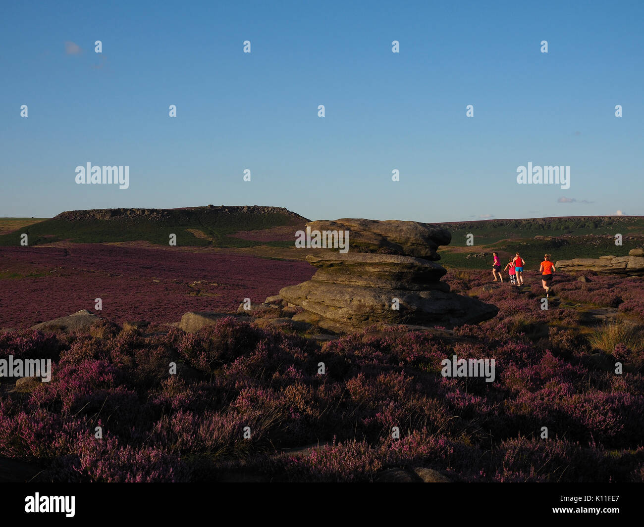 Purple heather on the moors.Peak District, Derbyshire, UK Stock Photo