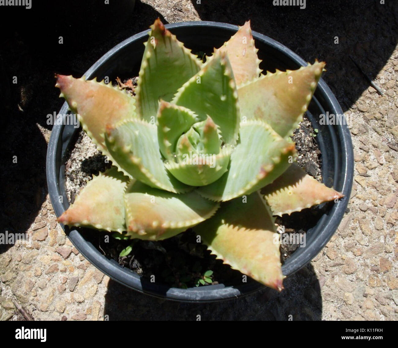 Aloe brevifolia var depressa   Western Cape Stock Photo