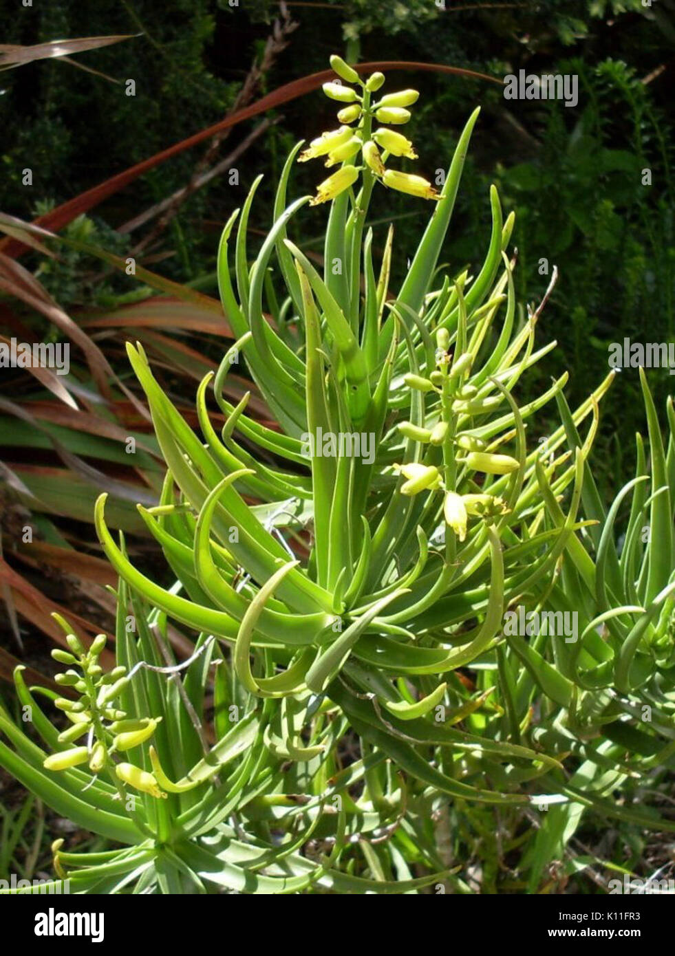 Aloe tenuior   rare var viridiflora   Suurberg Shale Fynbos 1 Stock Photo