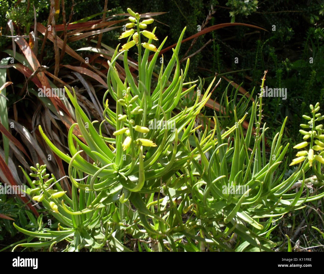 Aloe tenuior   rare var viridiflora   Suurberg Shale Fynbos 2 Stock Photo