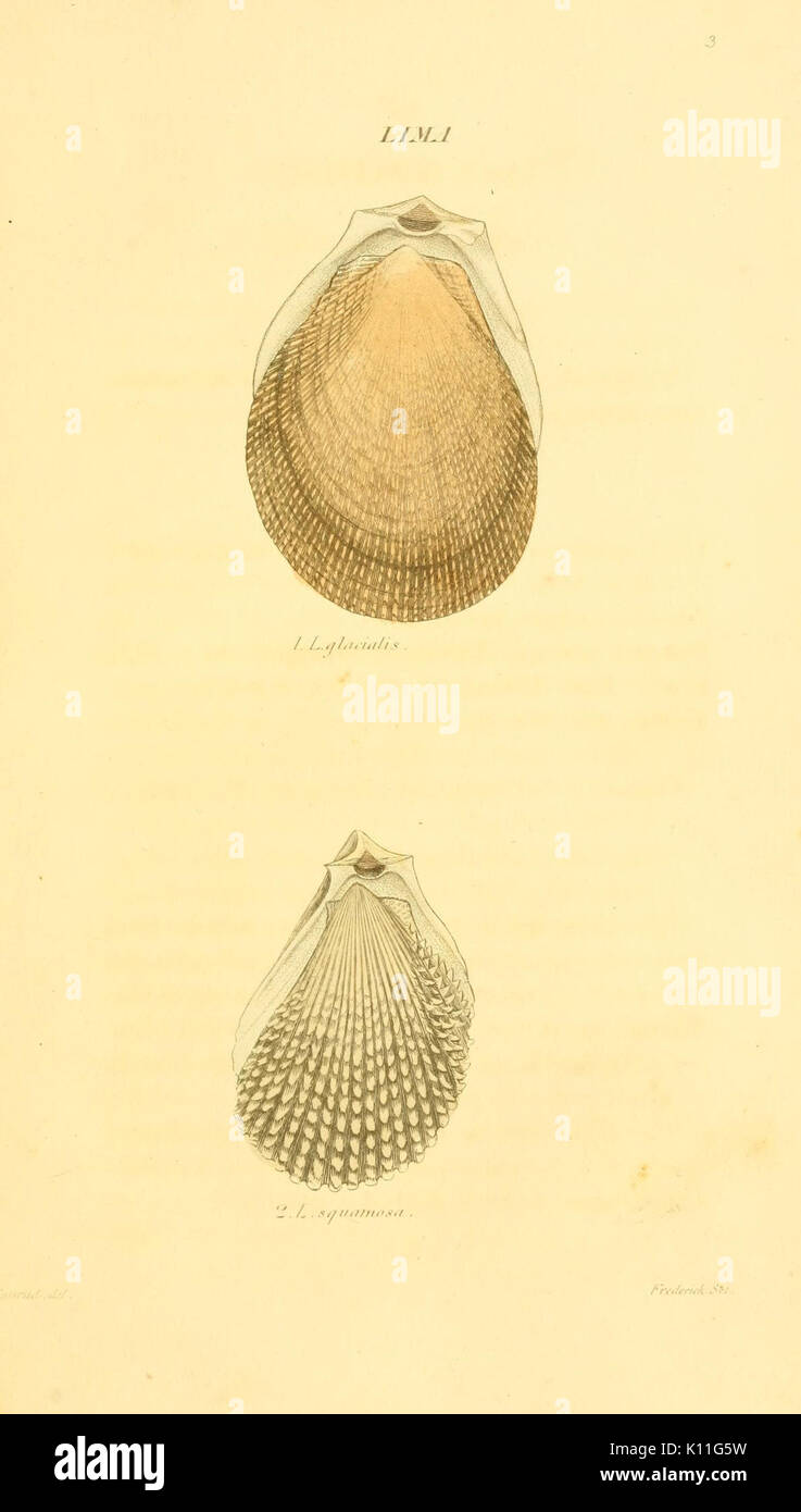 This illustration from 'American Marine Conchology' showcases marine ...