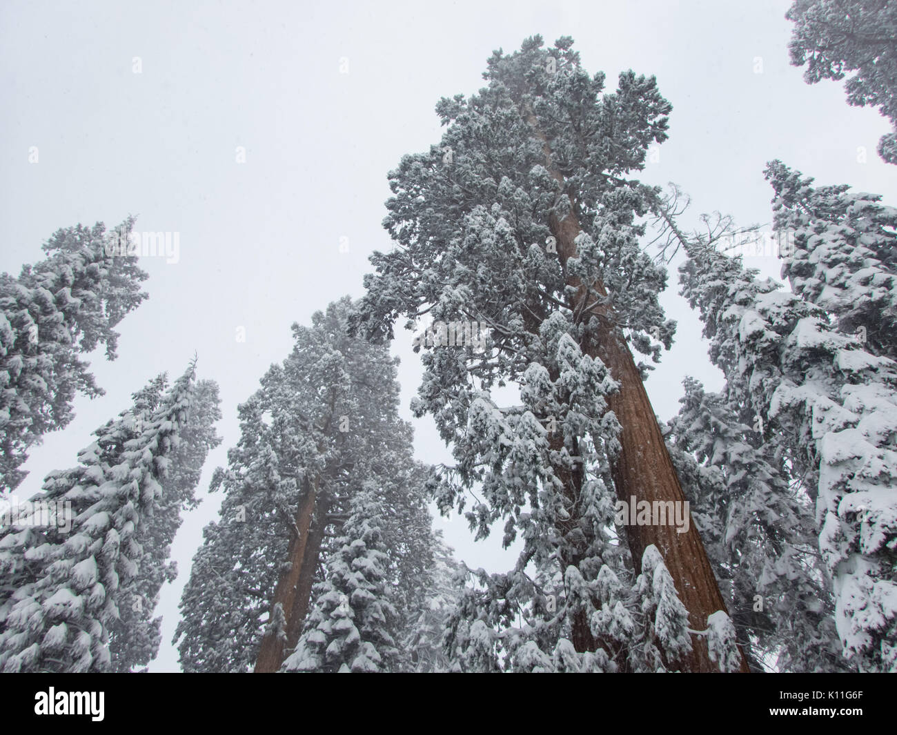 Snow covered giant sequoia tree tops climb into the sky Stock Photo