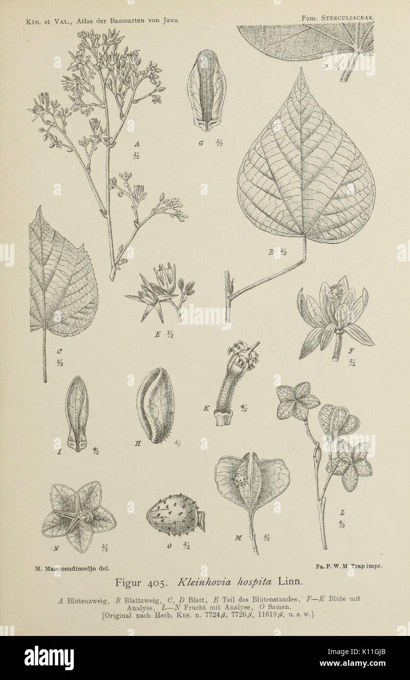 The 'Atlas der Baumarten von Java' is an illustrated work focusing on ...