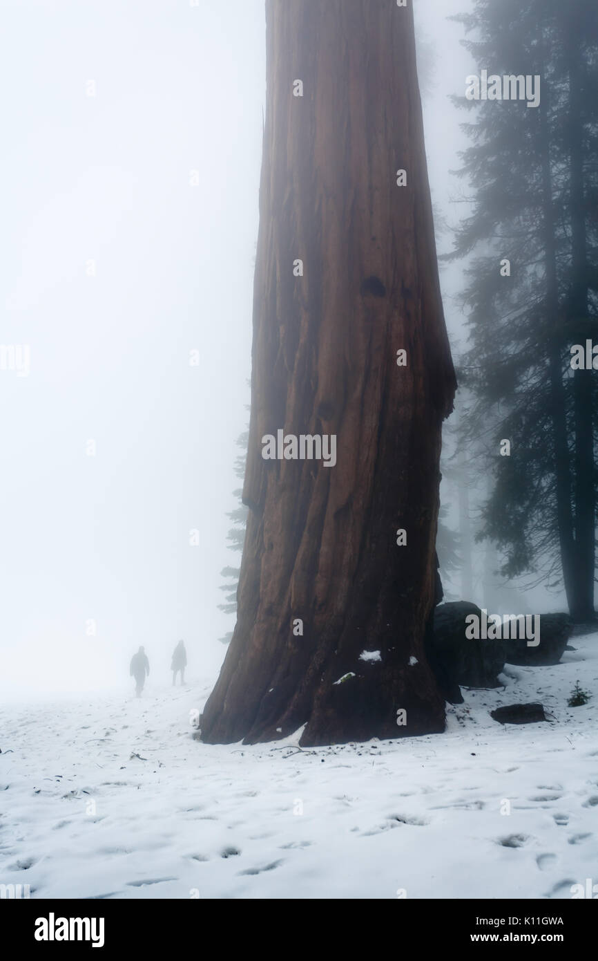 Two human figures barely visible in the fog show the giant proportion of these magnificent sequoia trees Stock Photo