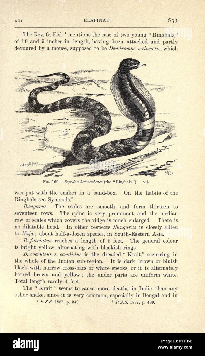 Amphibia and reptiles (Page 633, Fig. 169) BHL23288704 Stock Photo - Alamy