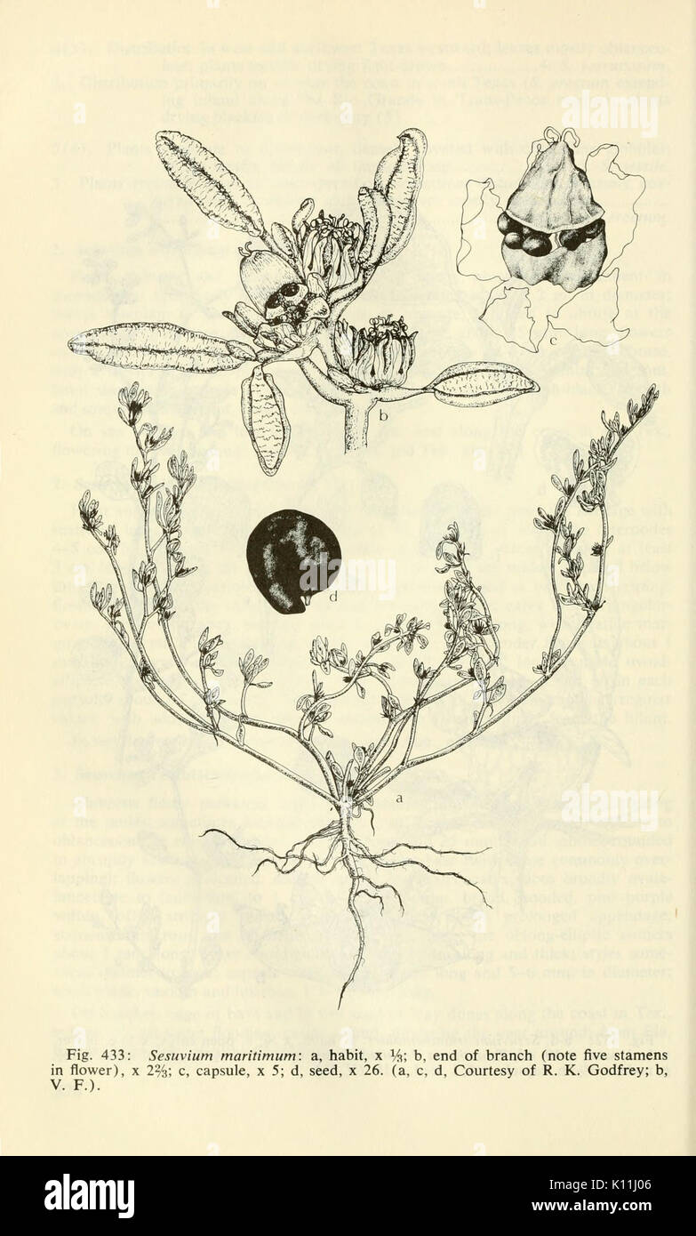 Aquatic and wetland plants of southwestern - Aquatic And Wetland Plants Of Southwestern United States Page 878 K11J06