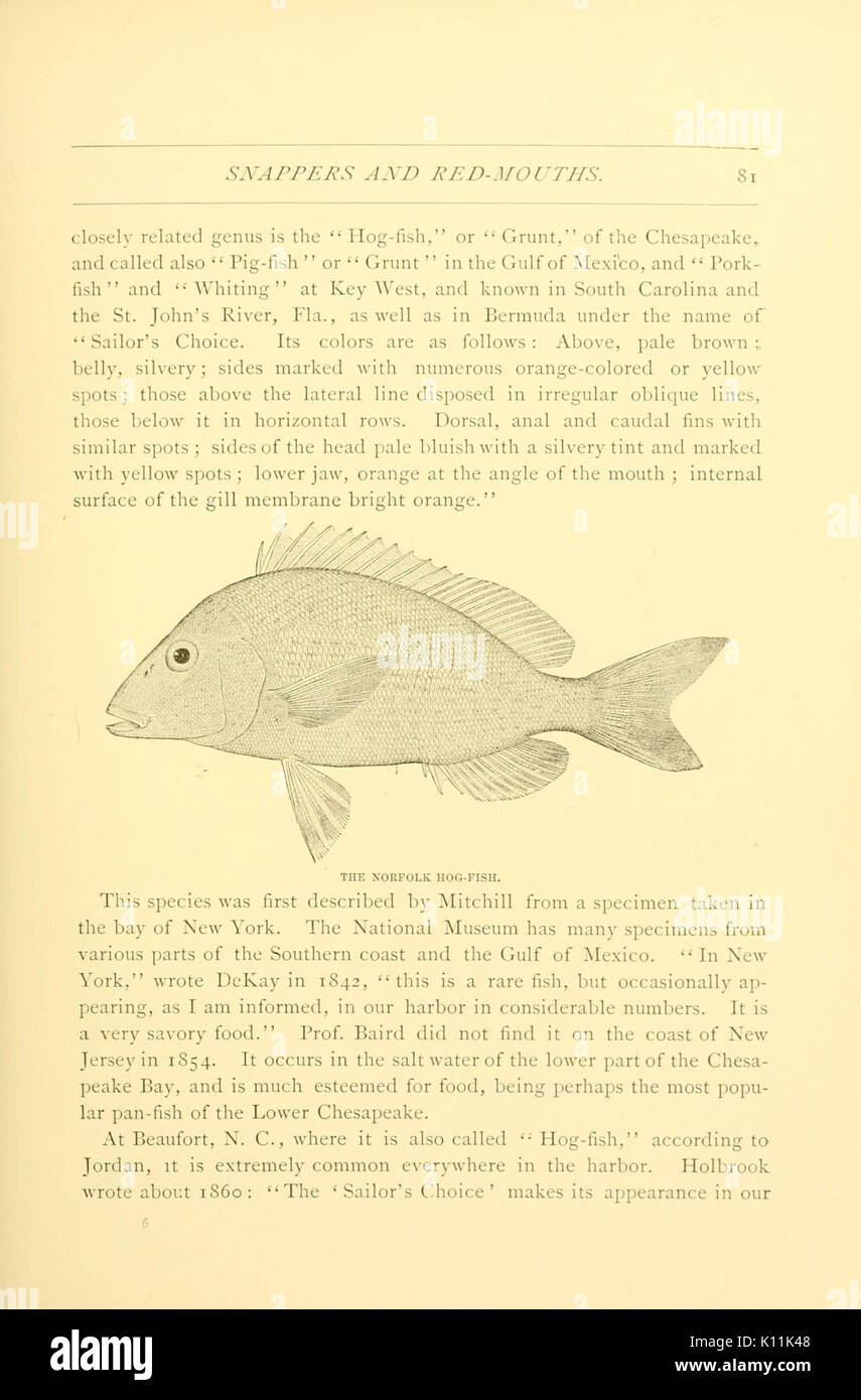 American fishes (Page 81, Figure  Norfolk dog fish) BHL6309932 Stock Photo