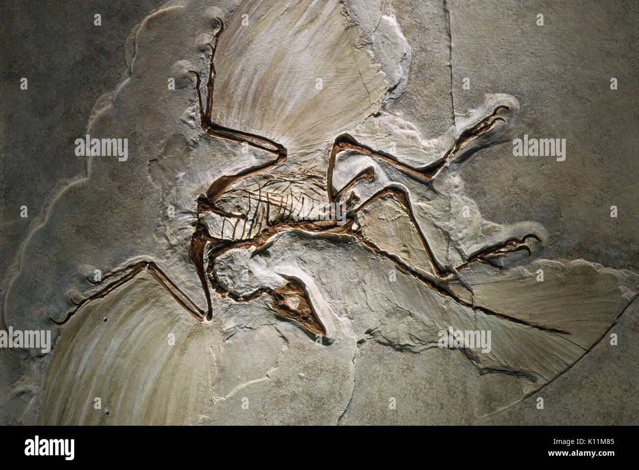 Archaeopteryx fossil hi-res stock photography and images - Alamy