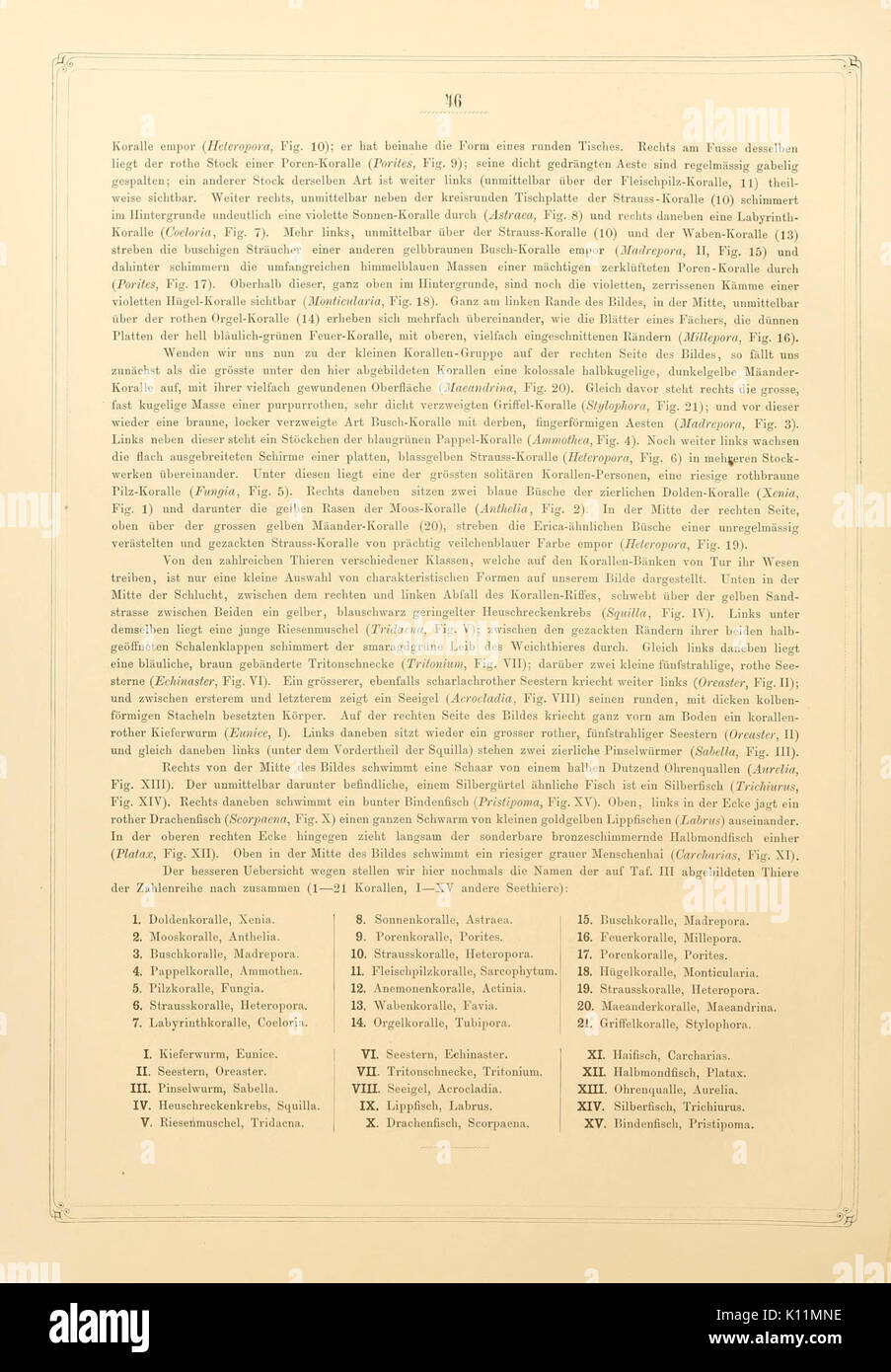 Arabische Korallen (Page 46) BHL10690750 Stock Photo - Alamy