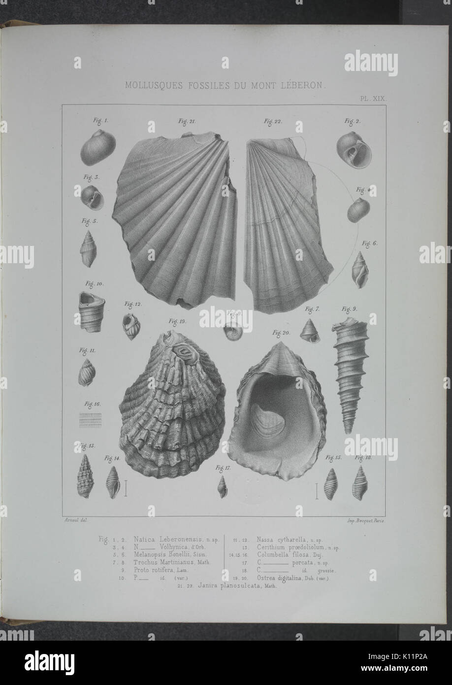 Animaux fossiles du Mont Leberon (Vaucluse) (Pl. XIX) BHL34350759 Stock Photo