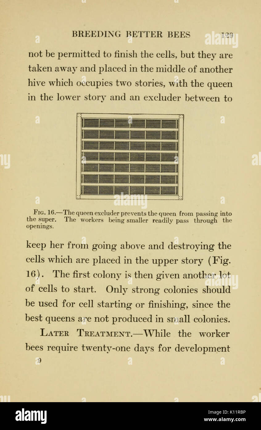 Beginner's bee book (Page 129) BHL18265364 Stock Photo