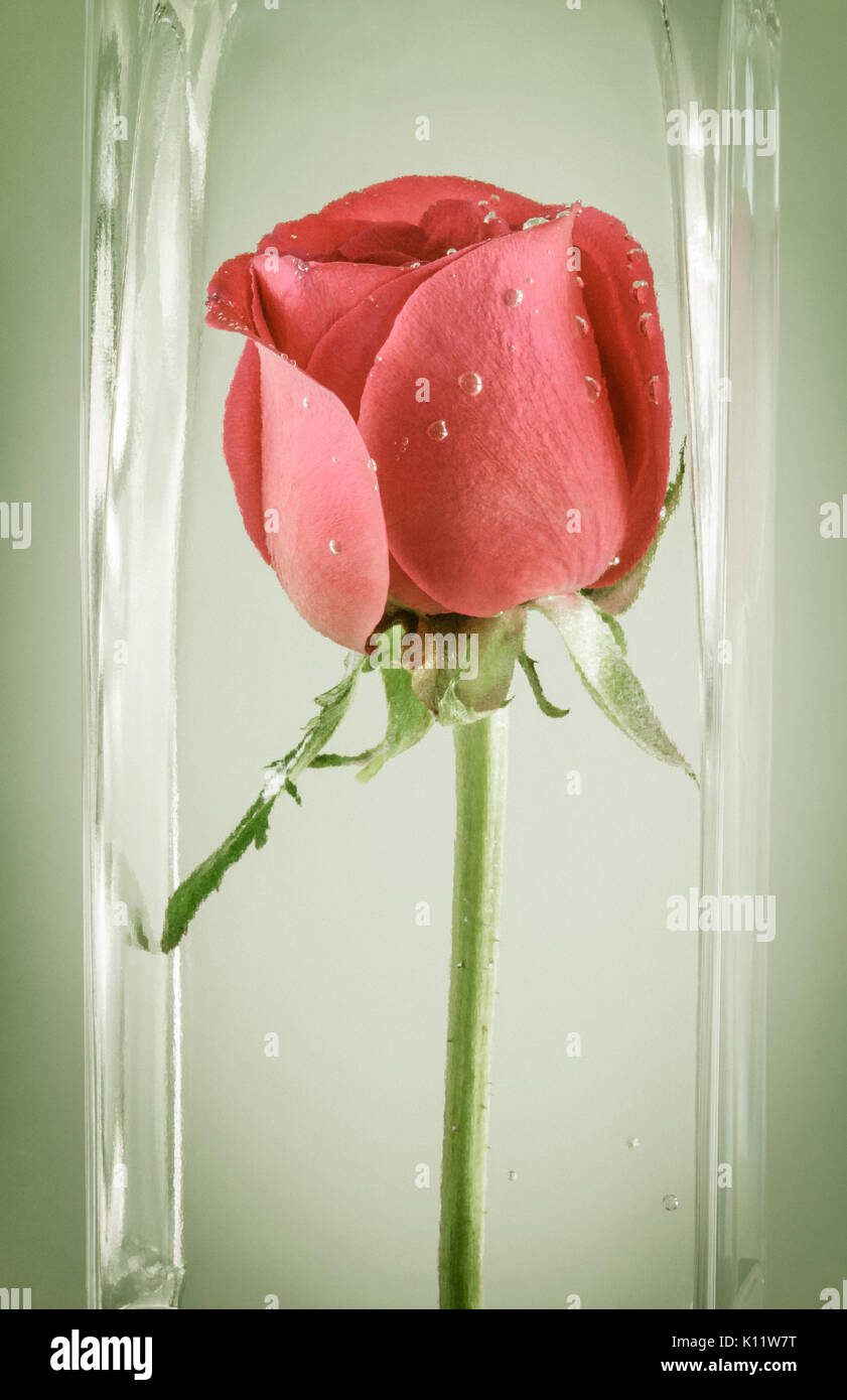 Single Rose in Water Stock Photo