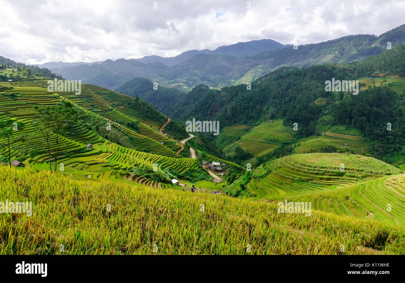 Many Terraced Rice Fields In Sapa Northern Vietnam The Northwest many-terraced-rice-fields-in-sapa-northern-vietnam-the-northwest