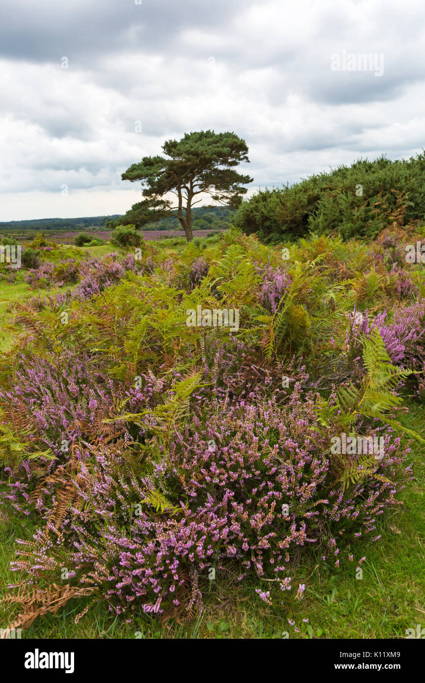 Lone pine tree with ling heather, Calluna vulgaris, and ferns at Bratley View, New Forest National Park, Hampshire, England UK in August summer Stock Photo