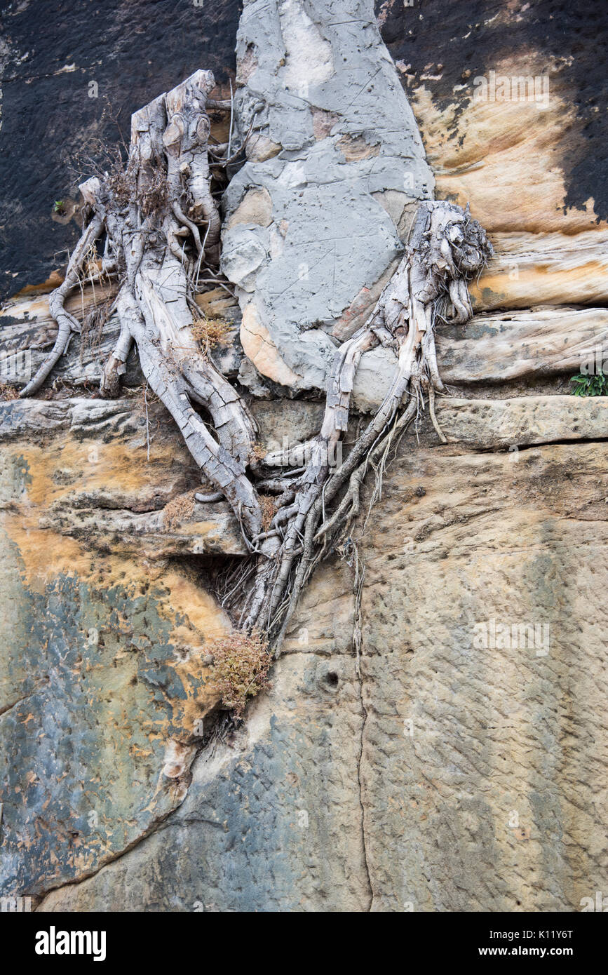 Roots in concrete hires stock photography and images Alamy