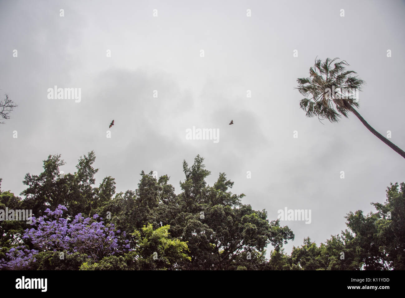 Two Bats Flying Over The Hyde Park Trees Under A Gloomy Sky In