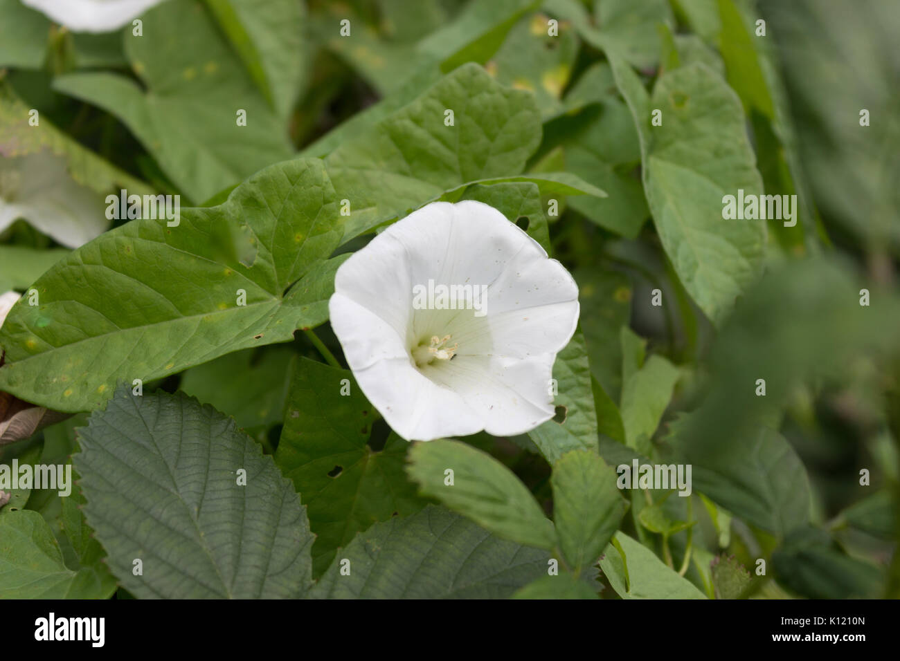 Ipomoea pandurata - Star Shape Flower. Stock Photo