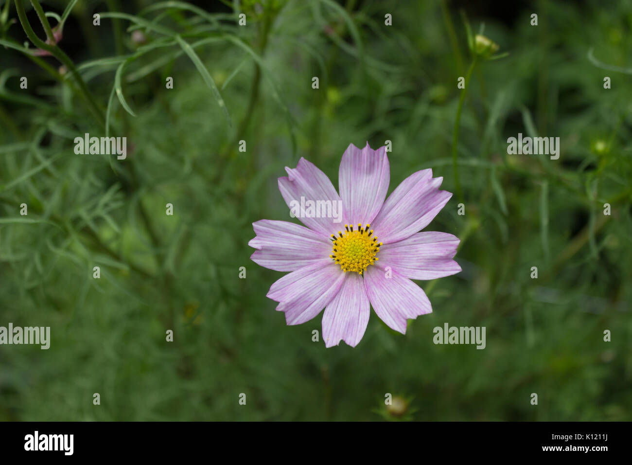 A single bright light pink Cosmos flower with eight petals and a yellow centre on a stem in full bloom in Summer in the garden with green leaves in th Stock Photo