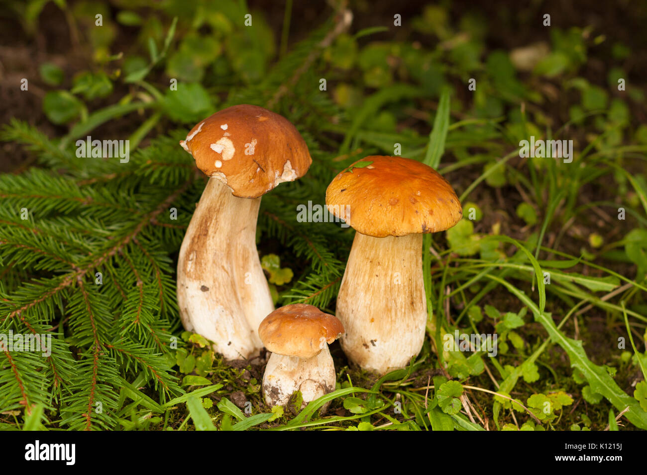 Boletus Edulis. In Forest Under Fir Tree Growing Three Edible Boletus