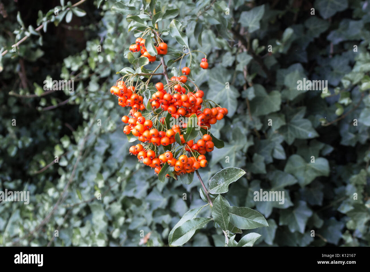 Red wildberries from European - Rowan Sorbus Aucuparia on green Background. Stock Photo