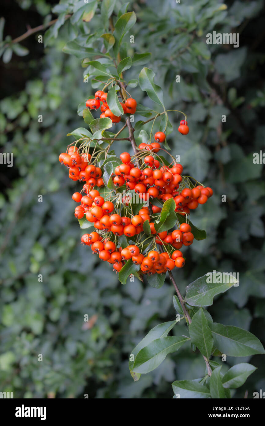 Red wildberries from European - Rowan Sorbus Aucuparia on green Background. Stock Photo