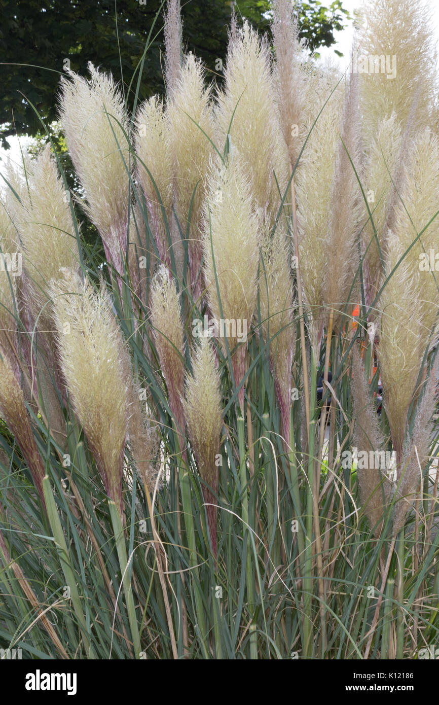 Pampas Grass growing in a garden area Stock Photo Alamy