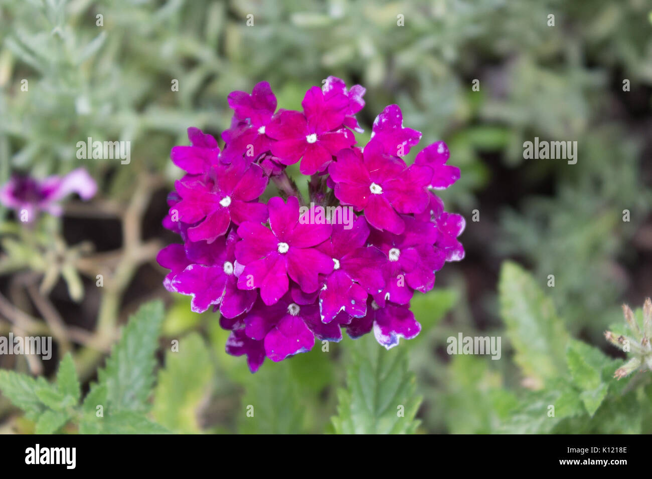 pink cluster flower Lantana - Verbenaceae. Stock Photo