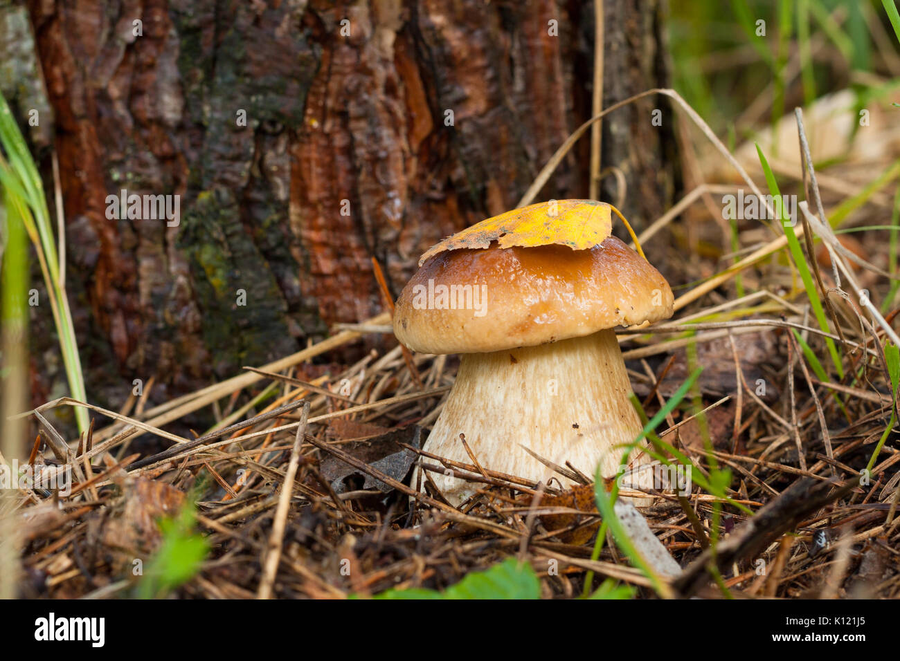 Forest Edible Mushroom Boletus Edulis (Porcini) In Forest Close Up. Dry Yellow Leaf On Hat Mushroom. Stock Photo