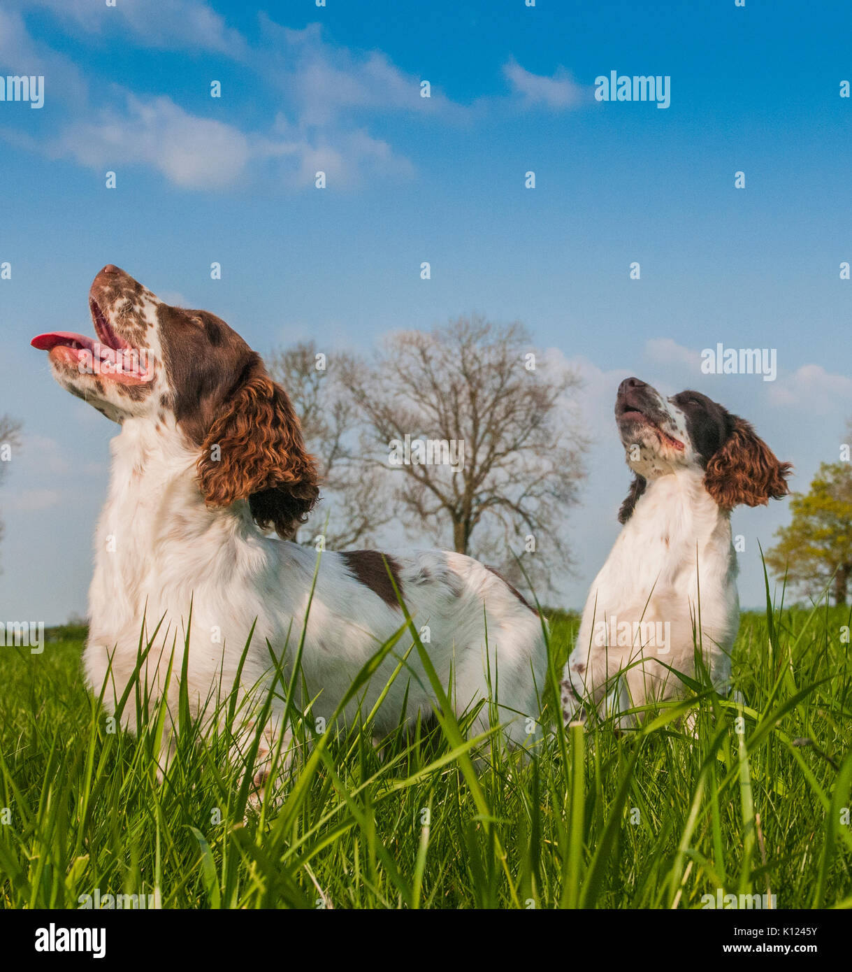 Two English Springer Spaniels sat in grass field looking up at their owner under a summer sky Stock Photo