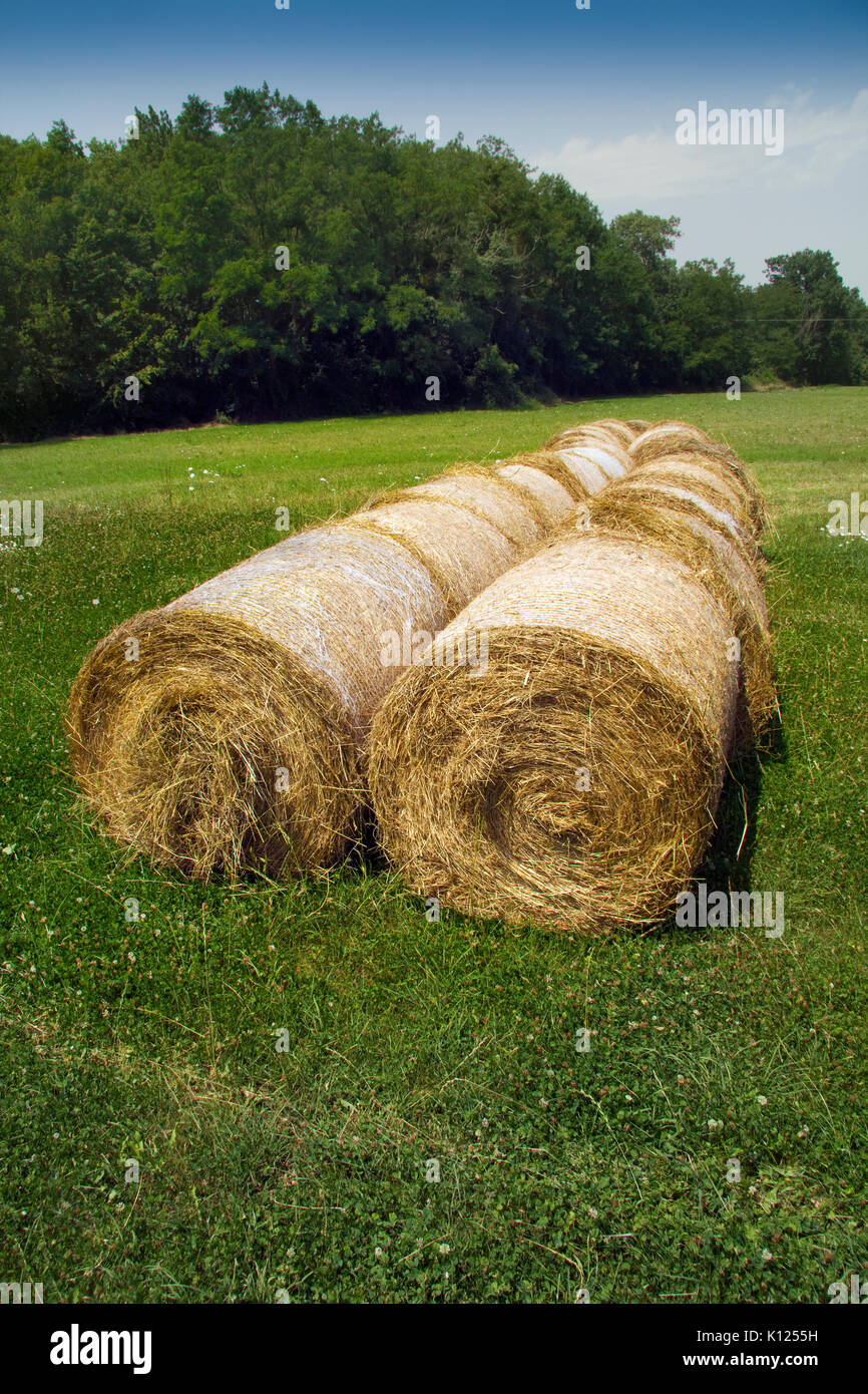 Bale hay drying in hi-res stock photography and images - Alamy