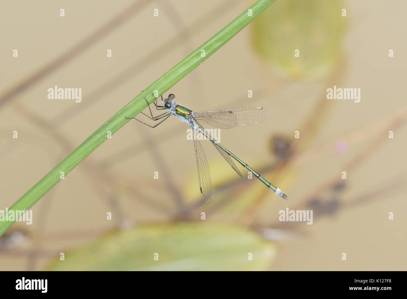 Emerald Damselfly (Lestes sponsa Stock Photo - Alamy